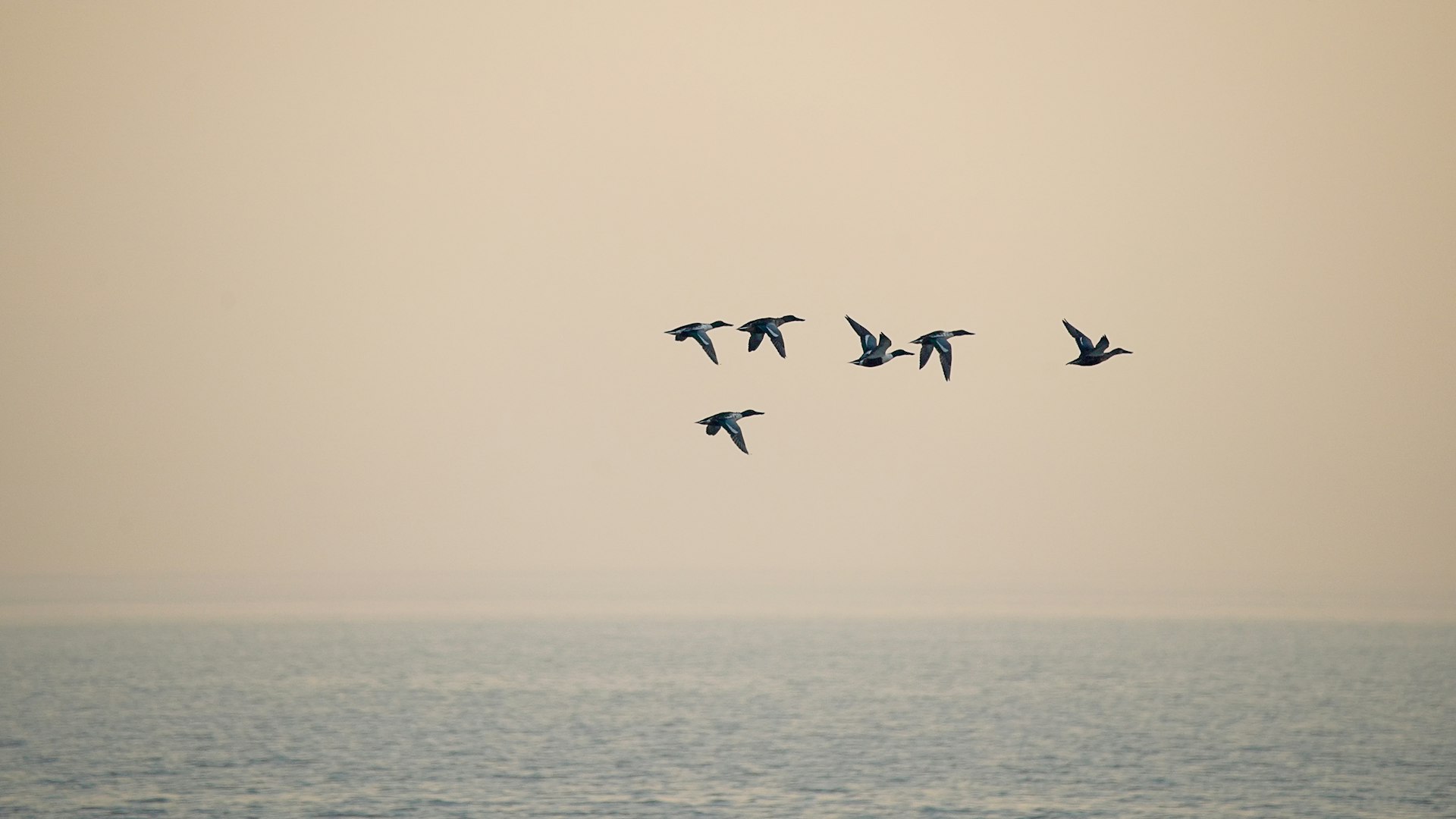 birds flying over the sea during daytime